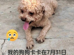 我家狗狗卡在我里面痛怎么办、：我家狗狗被卡，它好痛，我该怎么办？