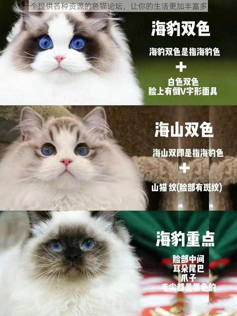 一个提供各种资源的色猫论坛，让你的生活更加丰富多彩