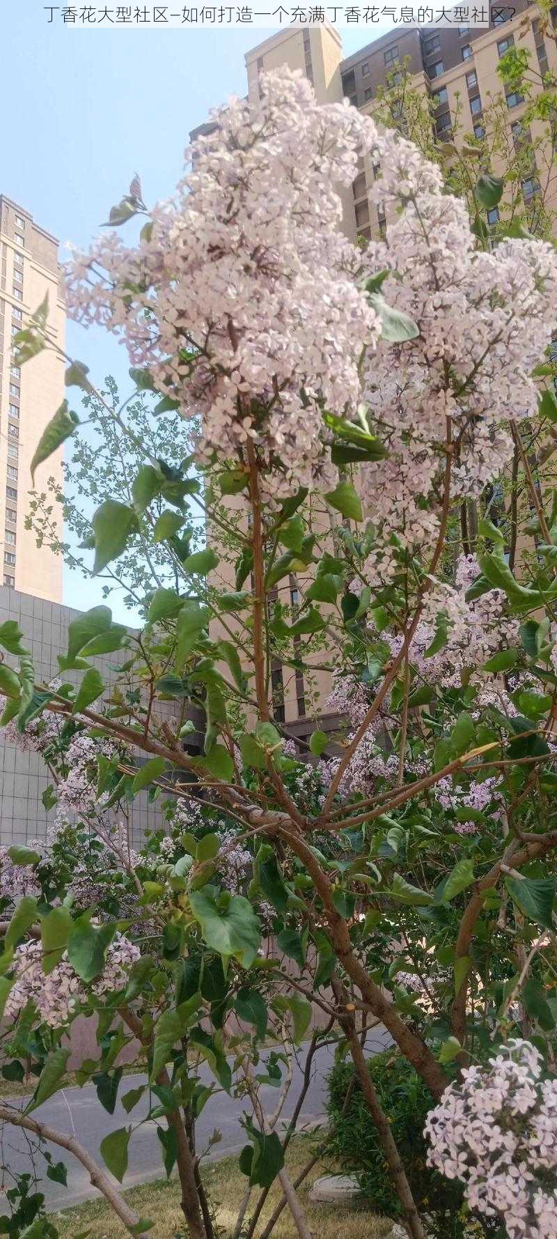 丁香花大型社区—如何打造一个充满丁香花气息的大型社区？