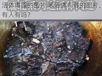 活体肉莲的图片 求活体肉莲的图片，有人有吗？