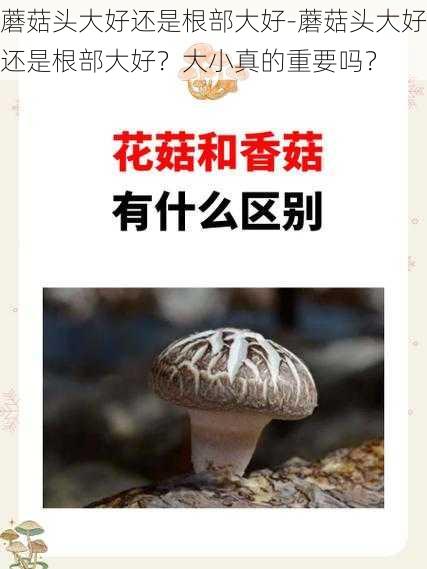 蘑菇头大好还是根部大好-蘑菇头大好还是根部大好？大小真的重要吗？