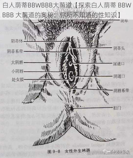 白人荫蒂BBWBBB大荫道【探索白人荫蒂 BBWBBB 大荫道的奥秘：你所不知道的性知识】