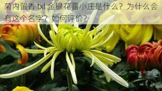 菊内留香 txl 金银花露小庄是什么？为什么会有这个名字？如何评价？