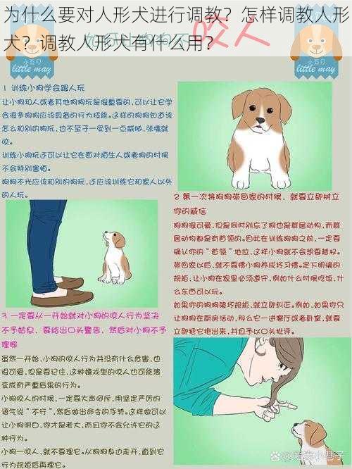 为什么要对人形犬进行调教？怎样调教人形犬？调教人形犬有什么用？